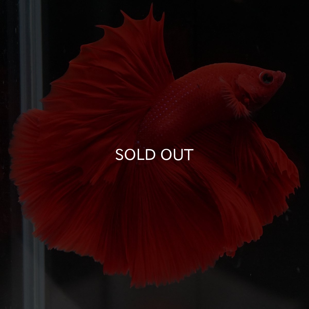 画像5: HM　ソリッドレッド (5)