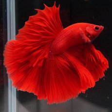 画像5: HM　ソリッドレッド (5)