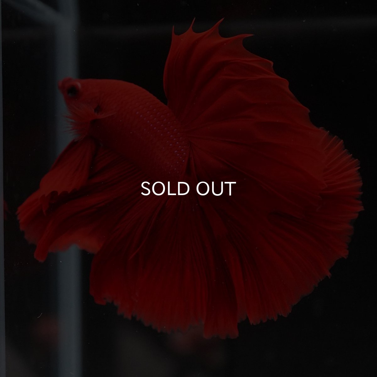 画像4: HM　ソリッドレッド (4)