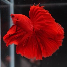 画像4: HM　ソリッドレッド (4)