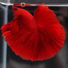 画像3: HM　ソリッドレッド (3)