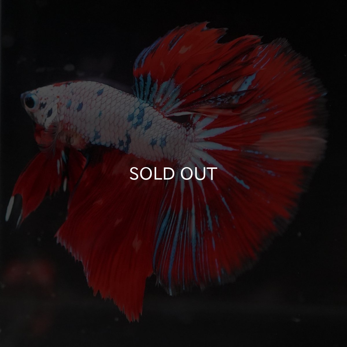 画像12: HM　キャンディレインボー (12)