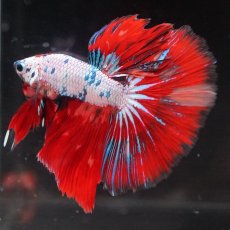 画像12: HM　キャンディレインボー (12)