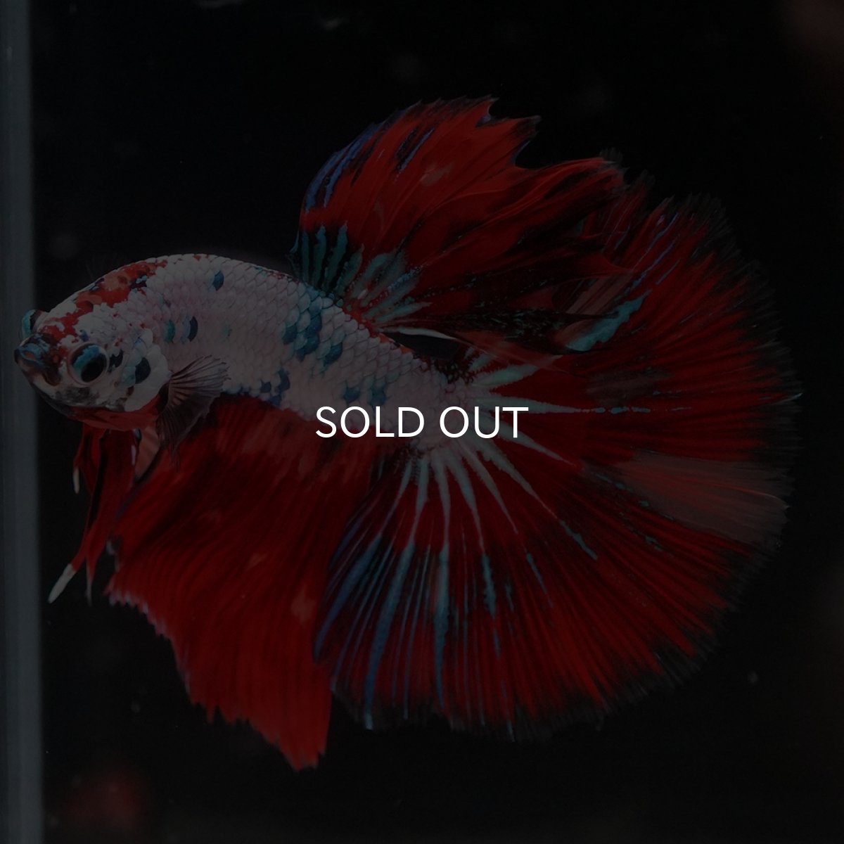 画像11: HM　キャンディレインボー (11)