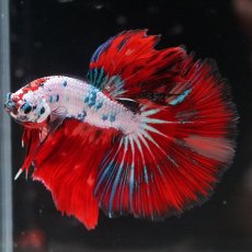 画像11: HM　キャンディレインボー (11)