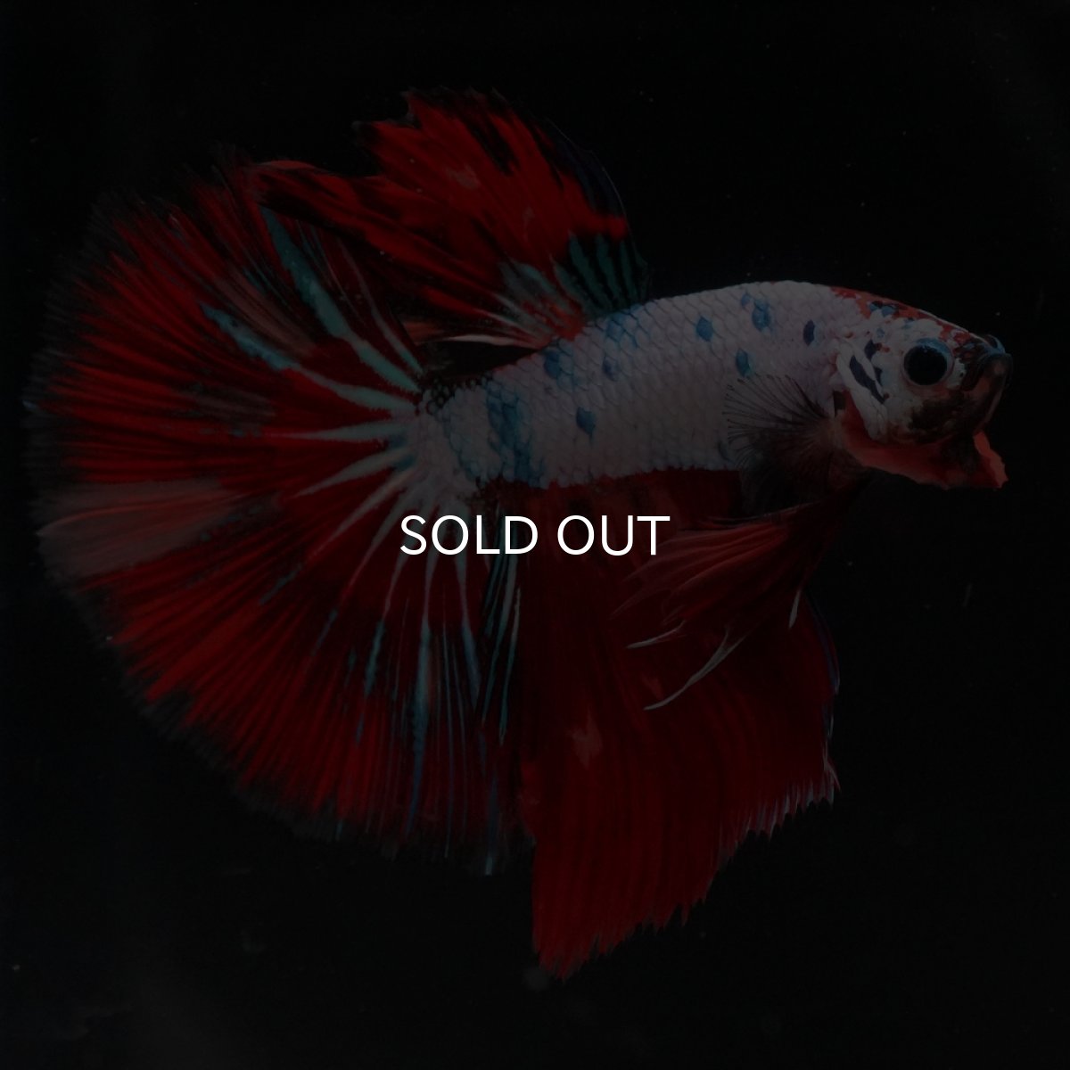 画像10: HM　キャンディレインボー (10)