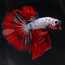 画像10: HM　キャンディレインボー (10)