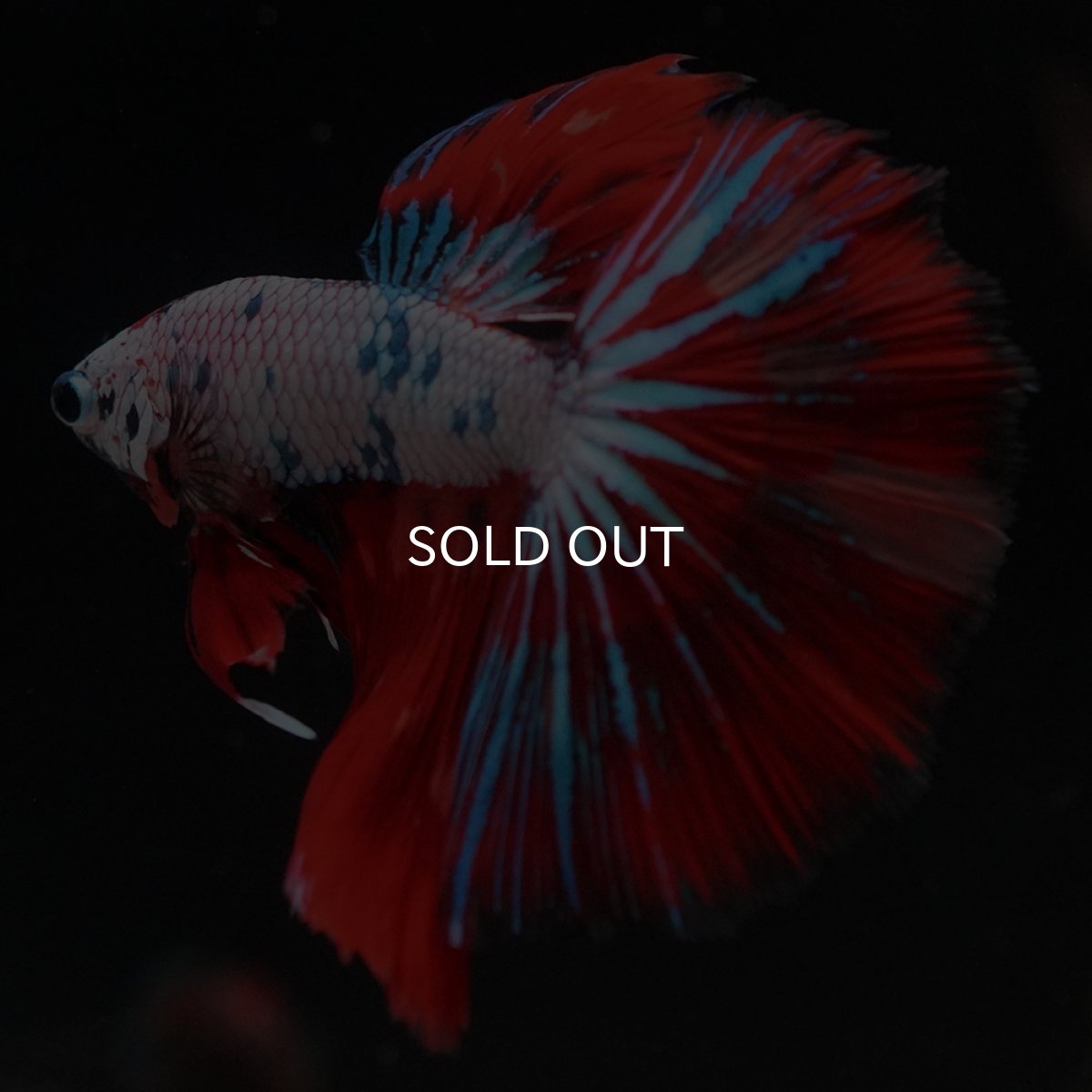 画像9: HM　キャンディレインボー (9)