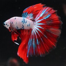 画像9: HM　キャンディレインボー (9)