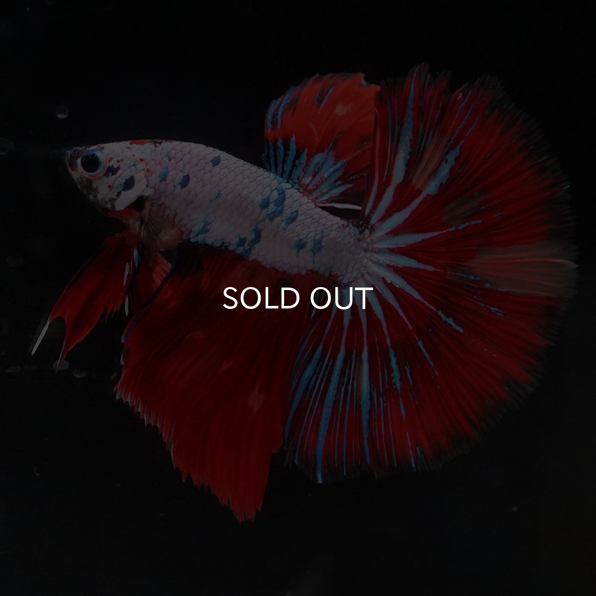 画像1: HM　キャンディレインボー (1)