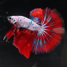 画像1: HM　キャンディレインボー (1)