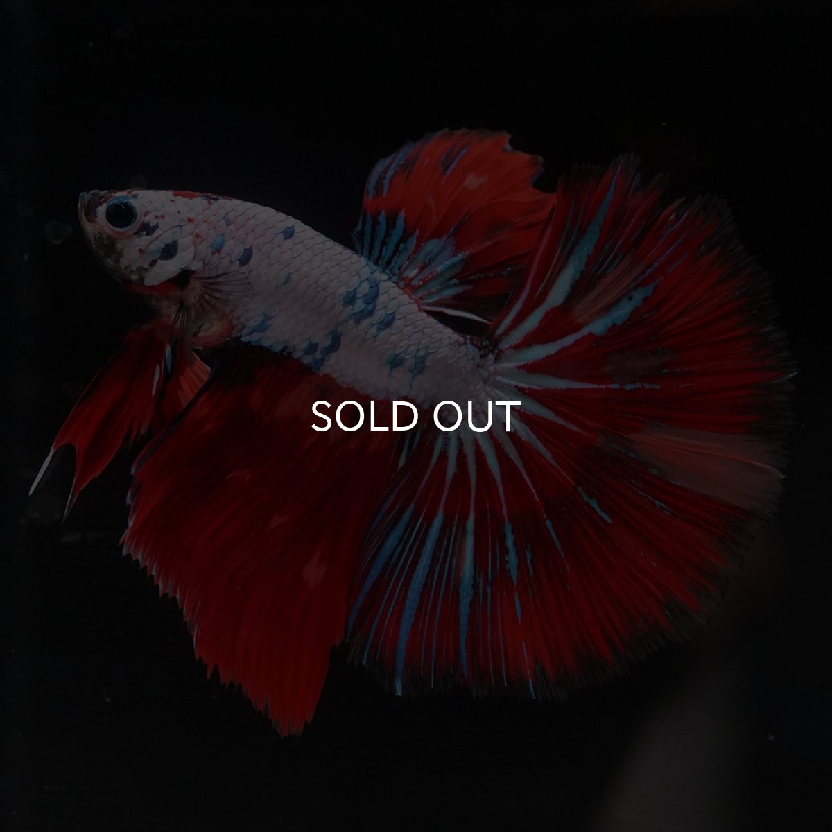 画像8: HM　キャンディレインボー (8)