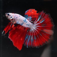 画像8: HM　キャンディレインボー (8)