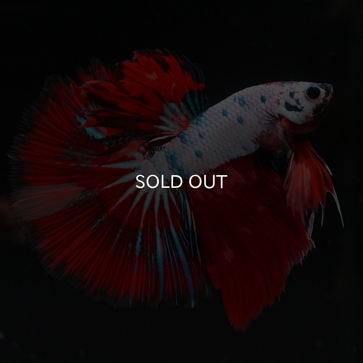 画像2: HM　キャンディレインボー (2)