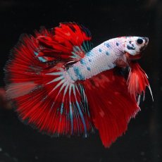 画像2: HM　キャンディレインボー (2)