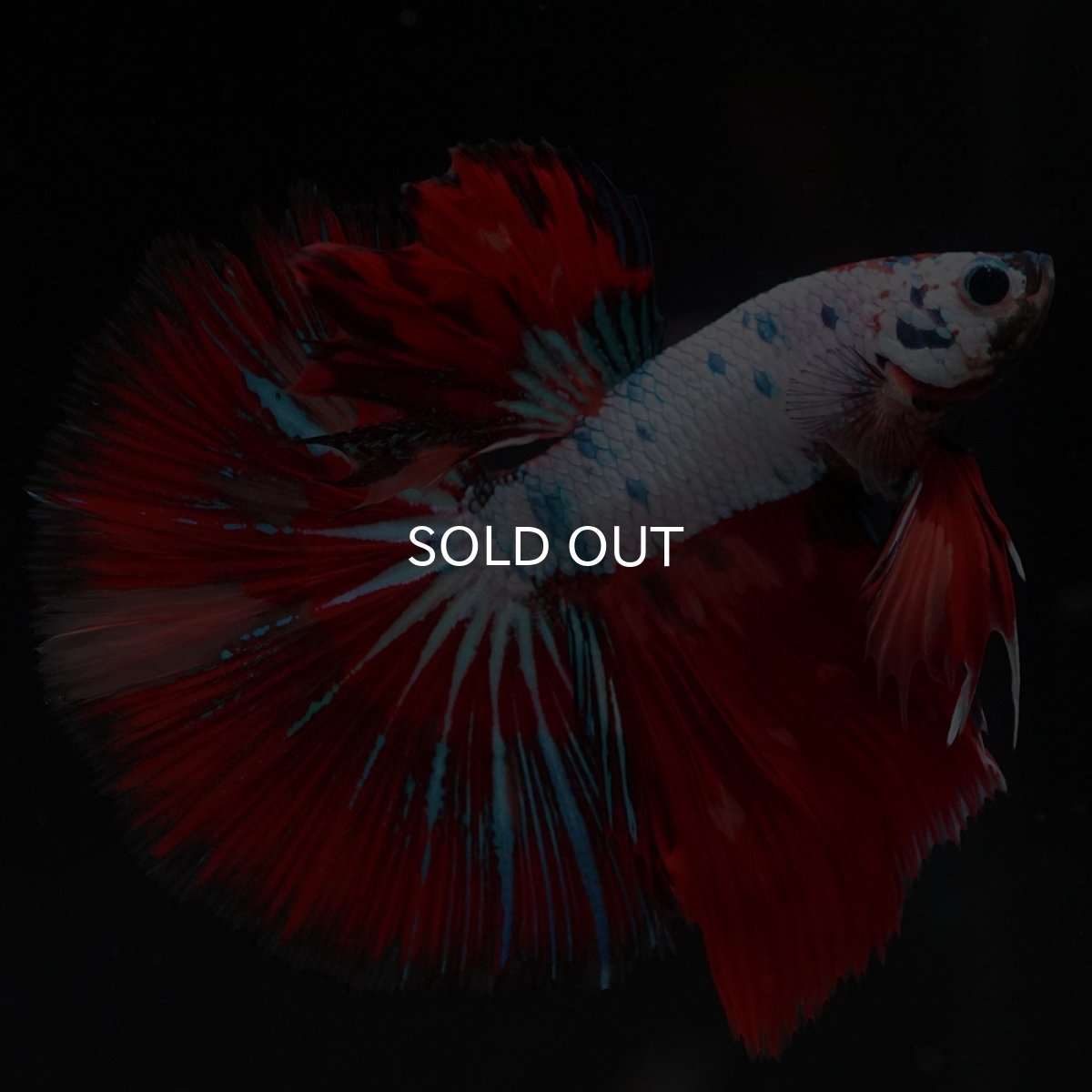 画像7: HM　キャンディレインボー (7)