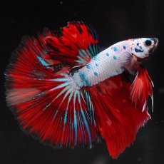 画像7: HM　キャンディレインボー (7)