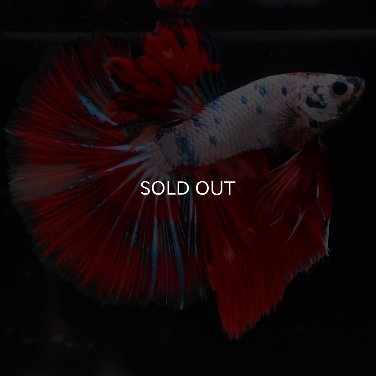 画像6: HM　キャンディレインボー (6)