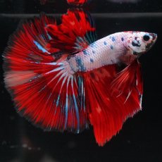 画像6: HM　キャンディレインボー (6)