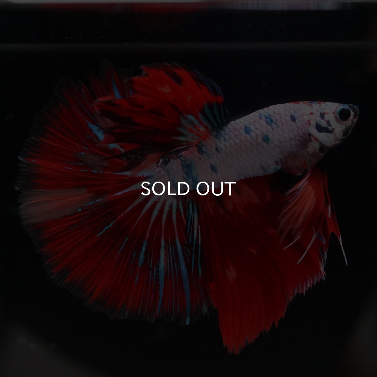 画像5: HM　キャンディレインボー (5)