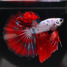 画像5: HM　キャンディレインボー (5)