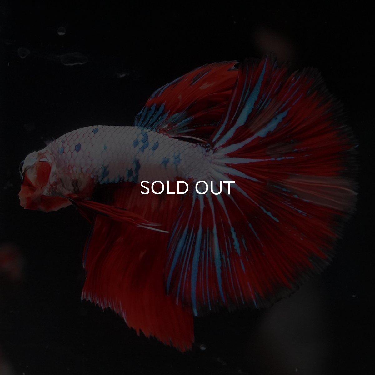 画像4: HM　キャンディレインボー (4)