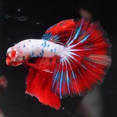 画像4: HM　キャンディレインボー (4)