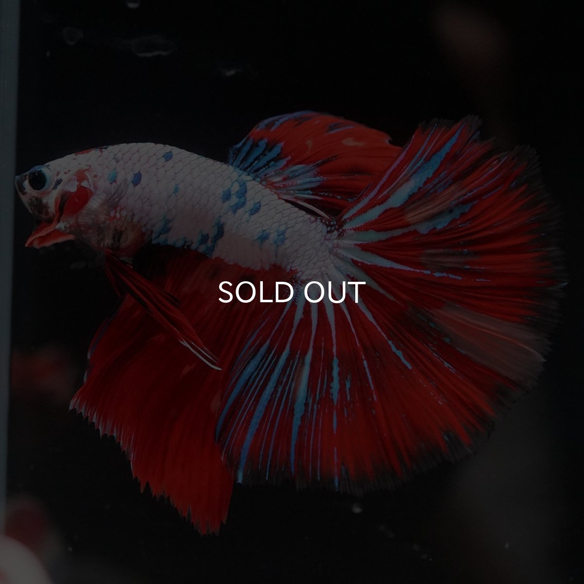 画像3: HM　キャンディレインボー (3)