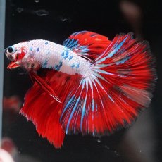 画像3: HM　キャンディレインボー (3)