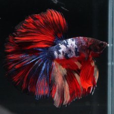 画像1: HM　ブラックキャンディ (1)