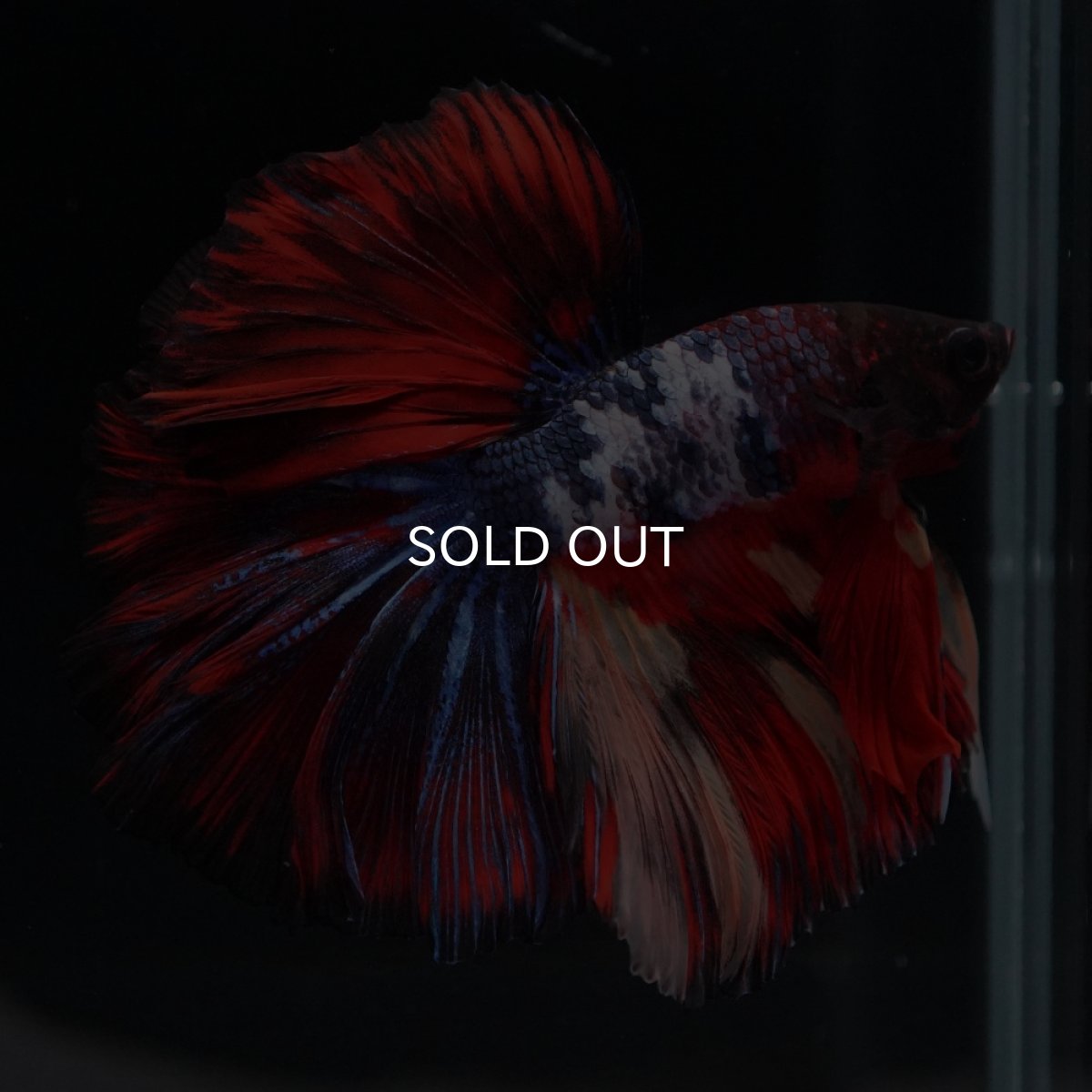 画像12: HM　ブラックキャンディ (12)