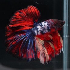 画像12: HM　ブラックキャンディ (12)