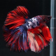 画像11: HM　ブラックキャンディ (11)