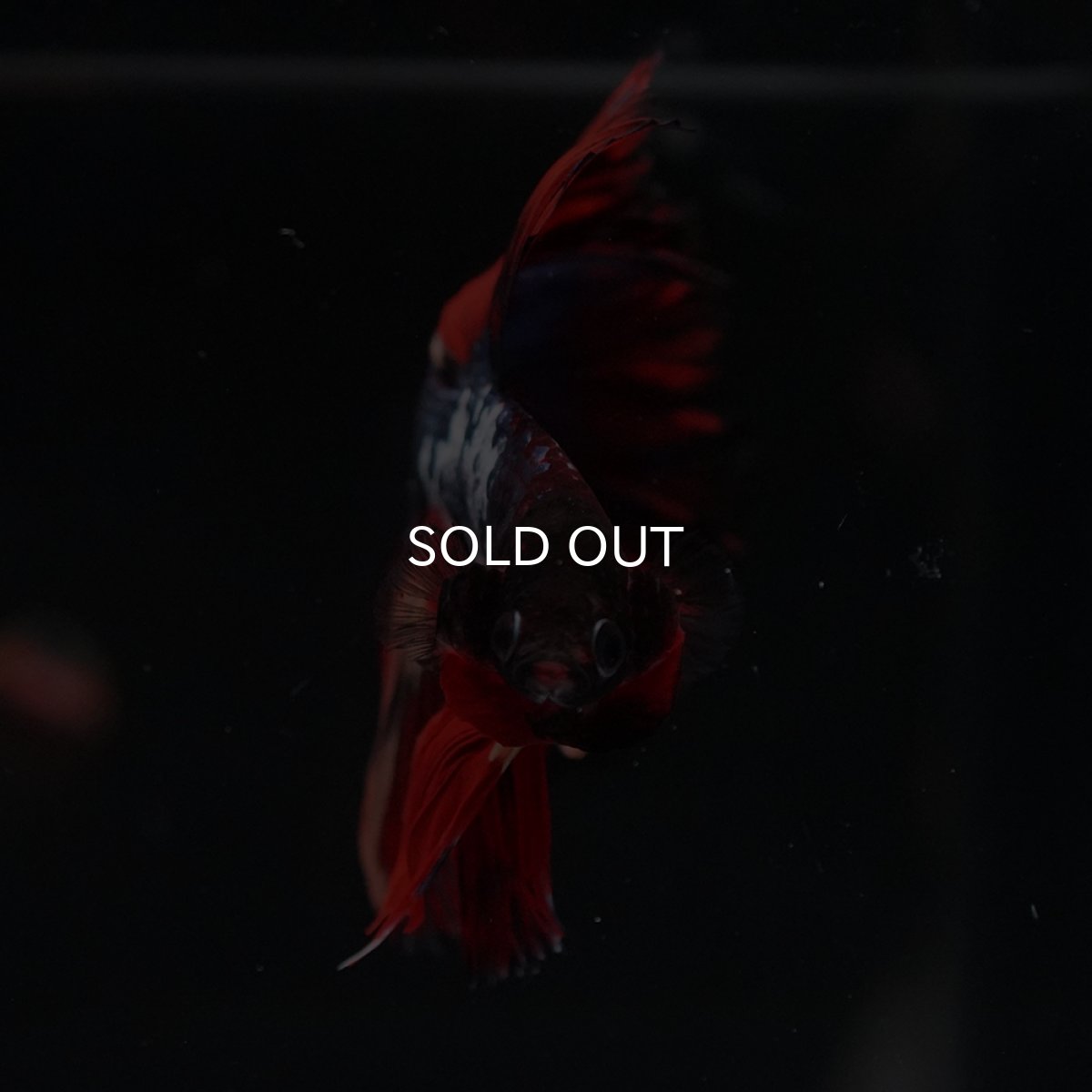 画像10: HM　ブラックキャンディ (10)