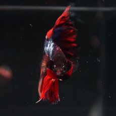 画像10: HM　ブラックキャンディ (10)