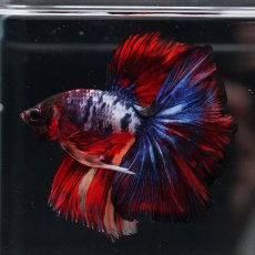 画像9: HM　ブラックキャンディ (9)