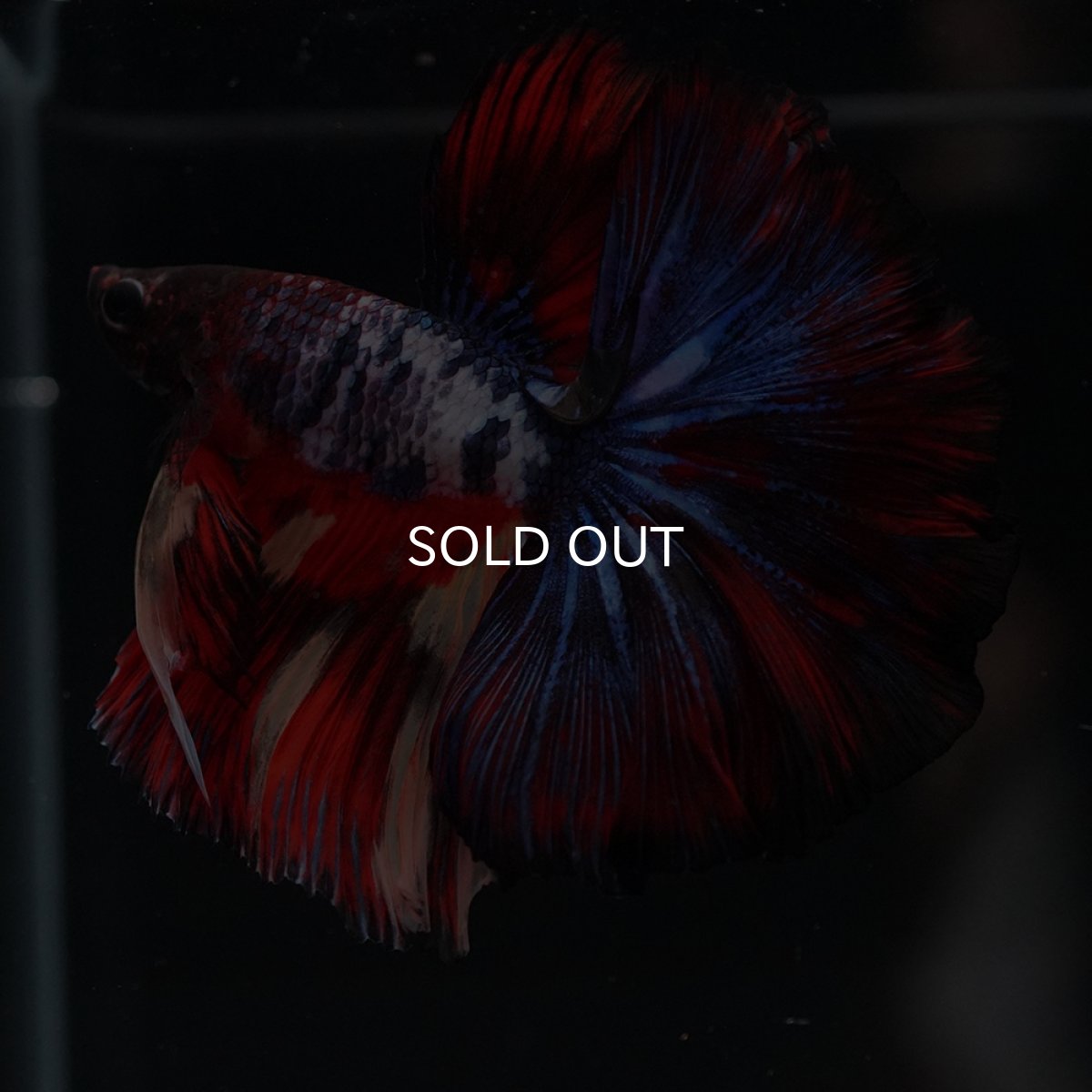 画像2: HM　ブラックキャンディ (2)