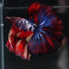 画像2: HM　ブラックキャンディ (2)