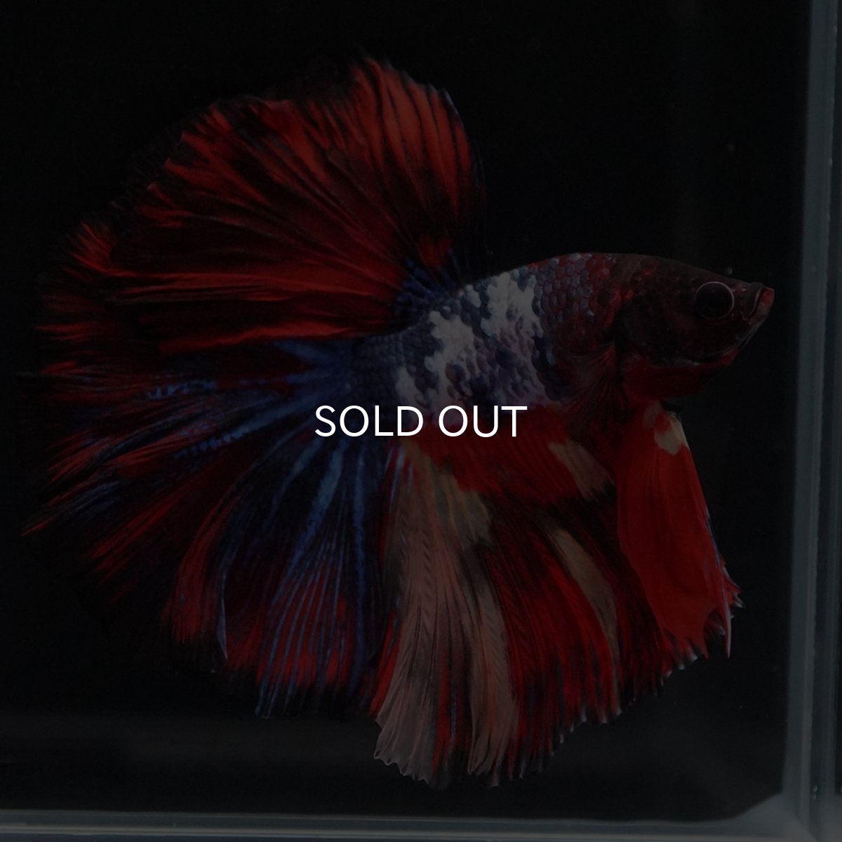 画像8: HM　ブラックキャンディ (8)