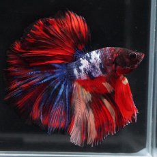 画像8: HM　ブラックキャンディ (8)