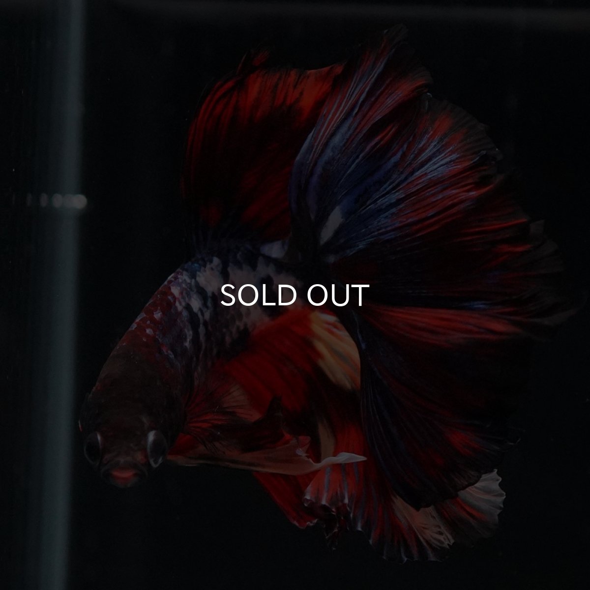 画像7: HM　ブラックキャンディ (7)