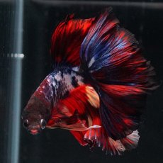 画像7: HM　ブラックキャンディ (7)