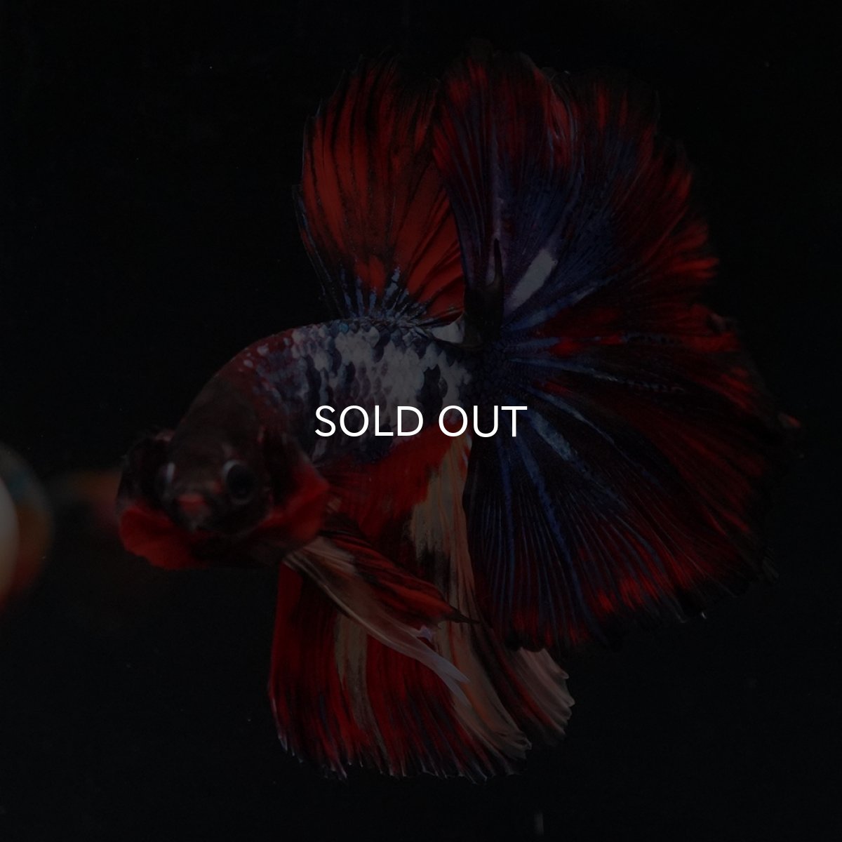 画像6: HM　ブラックキャンディ (6)