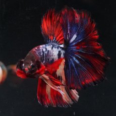 画像6: HM　ブラックキャンディ (6)