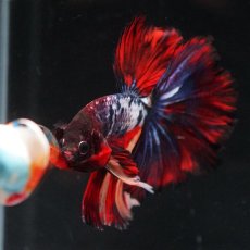 画像5: HM　ブラックキャンディ (5)