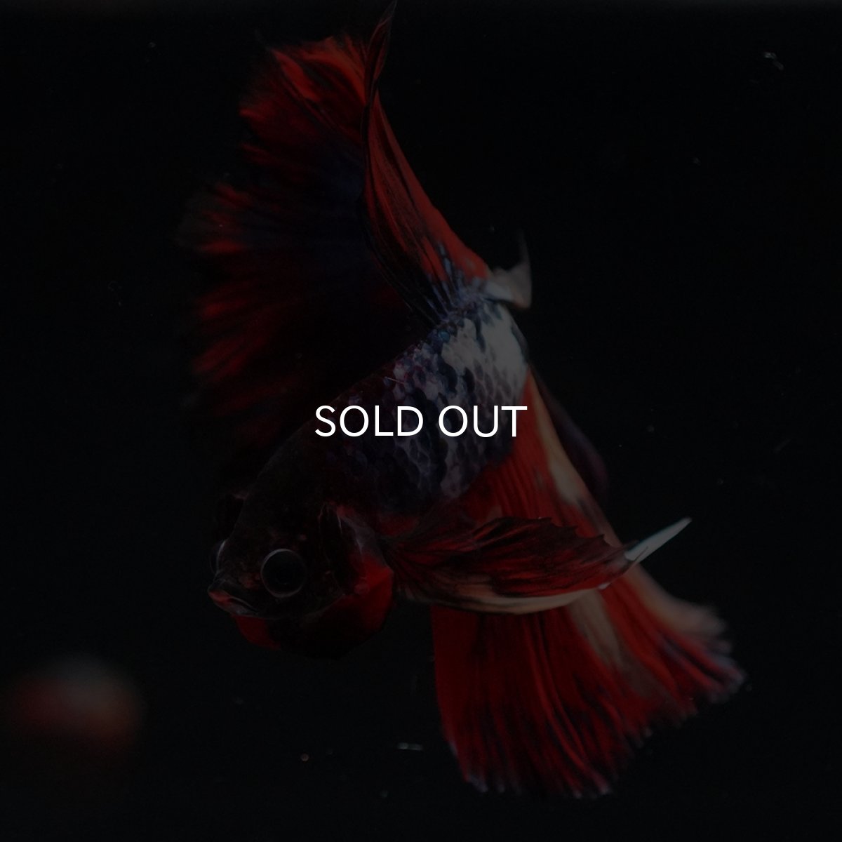 画像4: HM　ブラックキャンディ (4)