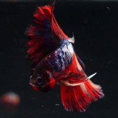 画像4: HM　ブラックキャンディ (4)