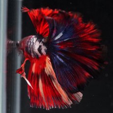 画像3: HM　ブラックキャンディ (3)