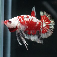 画像12: HMPK　レッドサムライ　代わり柄 (12)