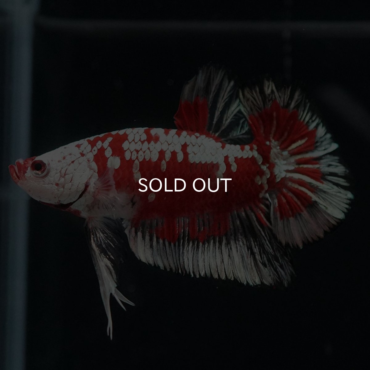 画像11: HMPK　レッドサムライ　代わり柄 (11)